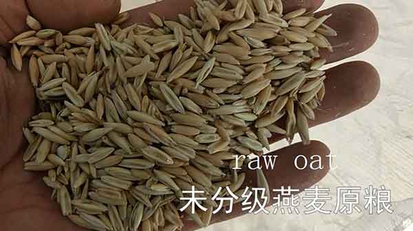 oat hulling machine oat sheller .jpg