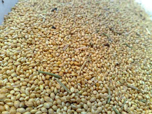 Unprocessed millet 